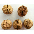 Most popular new crop walnut china origin with competitive price